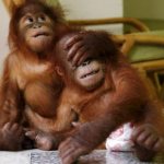 Safe Martingale for Forex