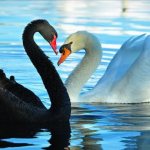 Что такое чёрный лебедь