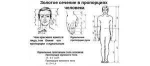 золотое сечение в пропорциях человека